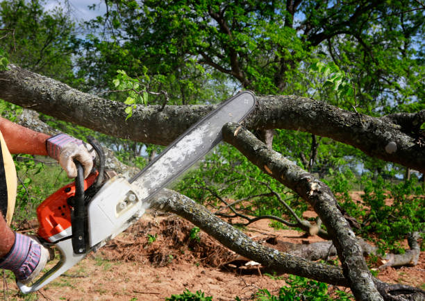 Best Tree Risk Assessment  in Aragon, GA